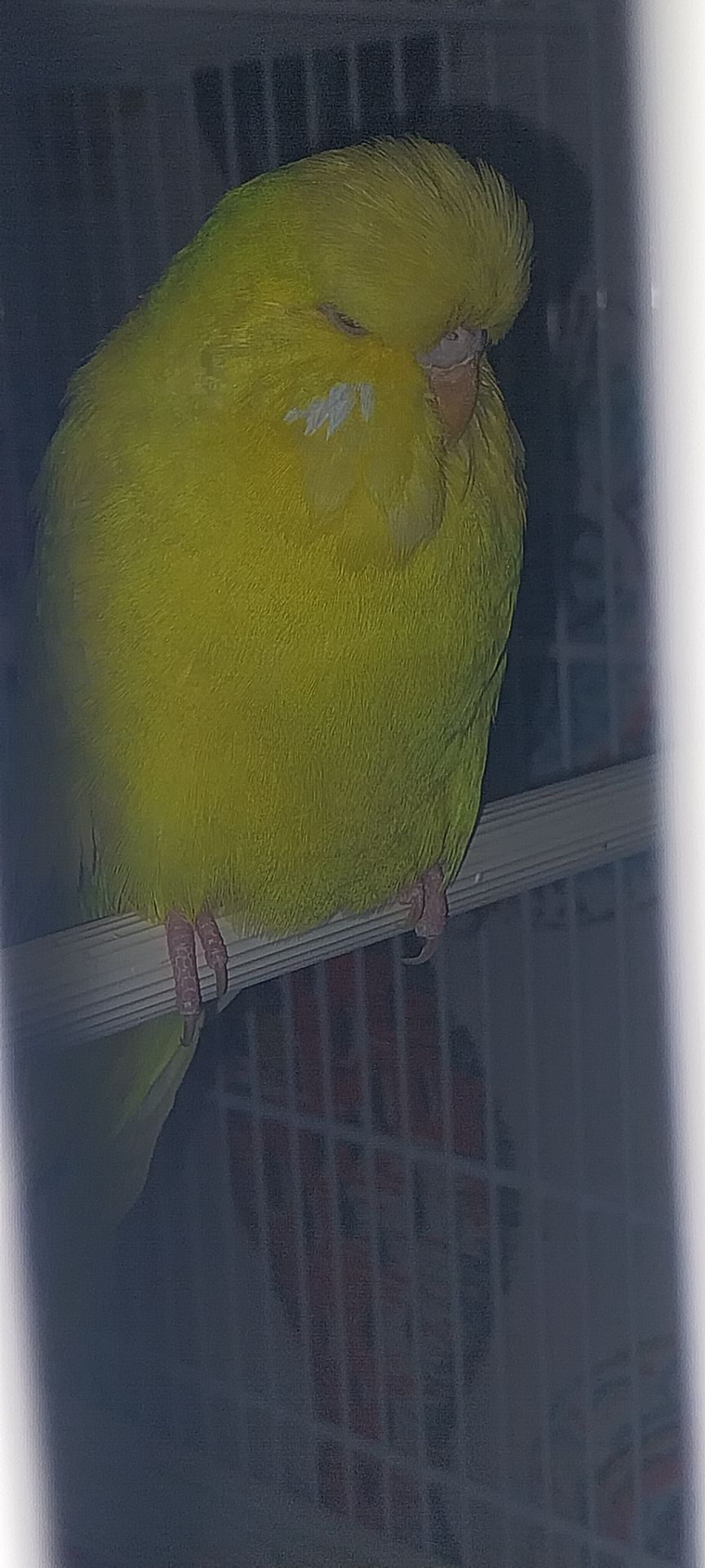 Виставковий чех