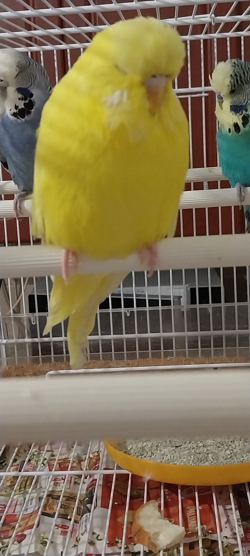 Виставковий чех