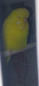 Виставковий чех