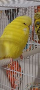 Виставковий чех