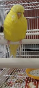 Виставковий чех