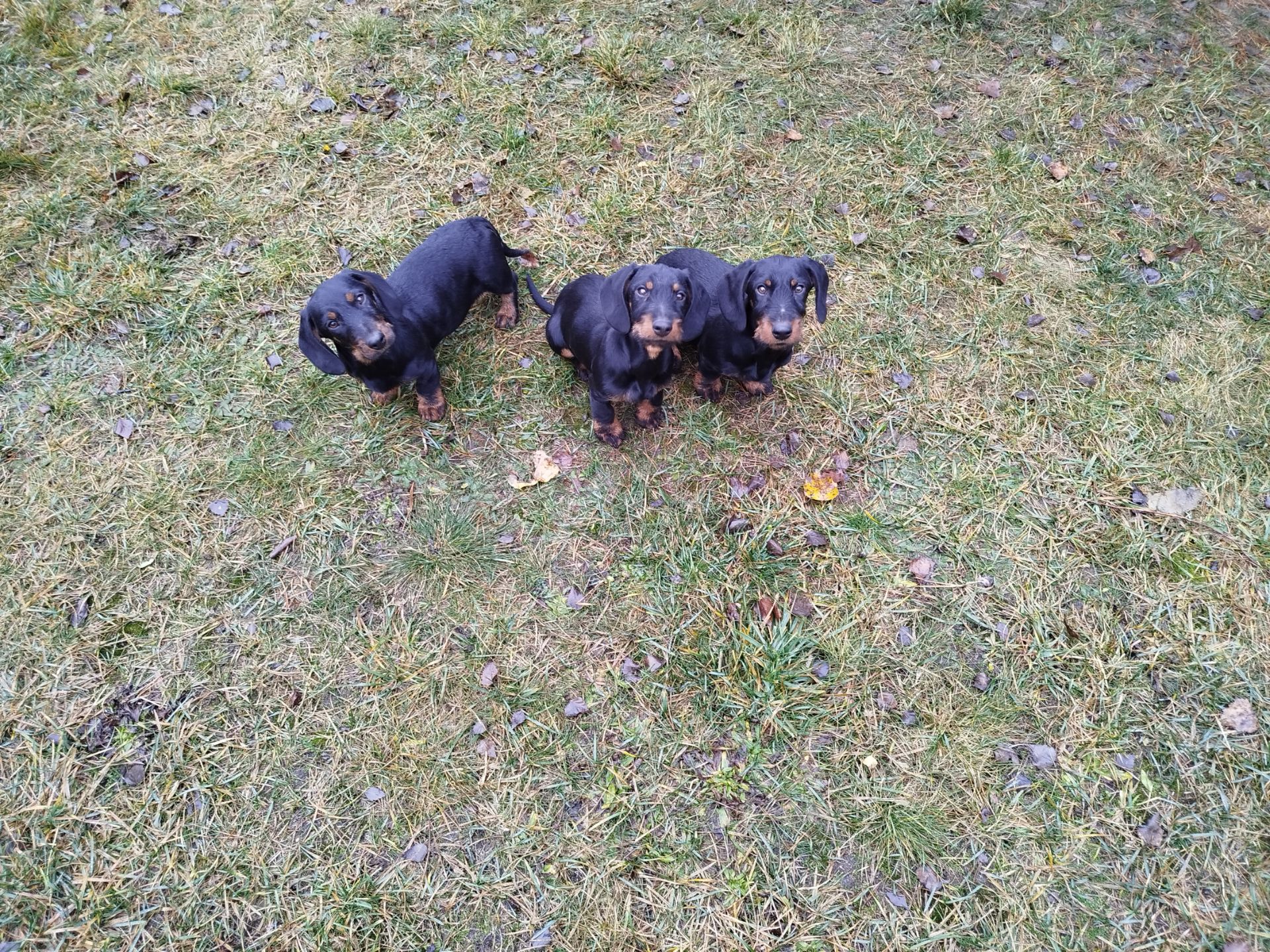 Такса жорсткошерстна