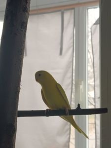 Волнистый попугай