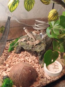 Бородата агама