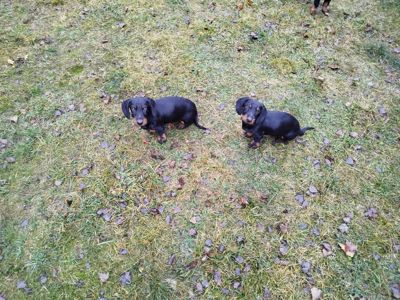 Такса жорсткошерстна