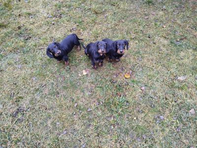 Такса жорсткошерстна