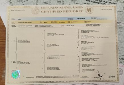 Такса жорсткошерстна