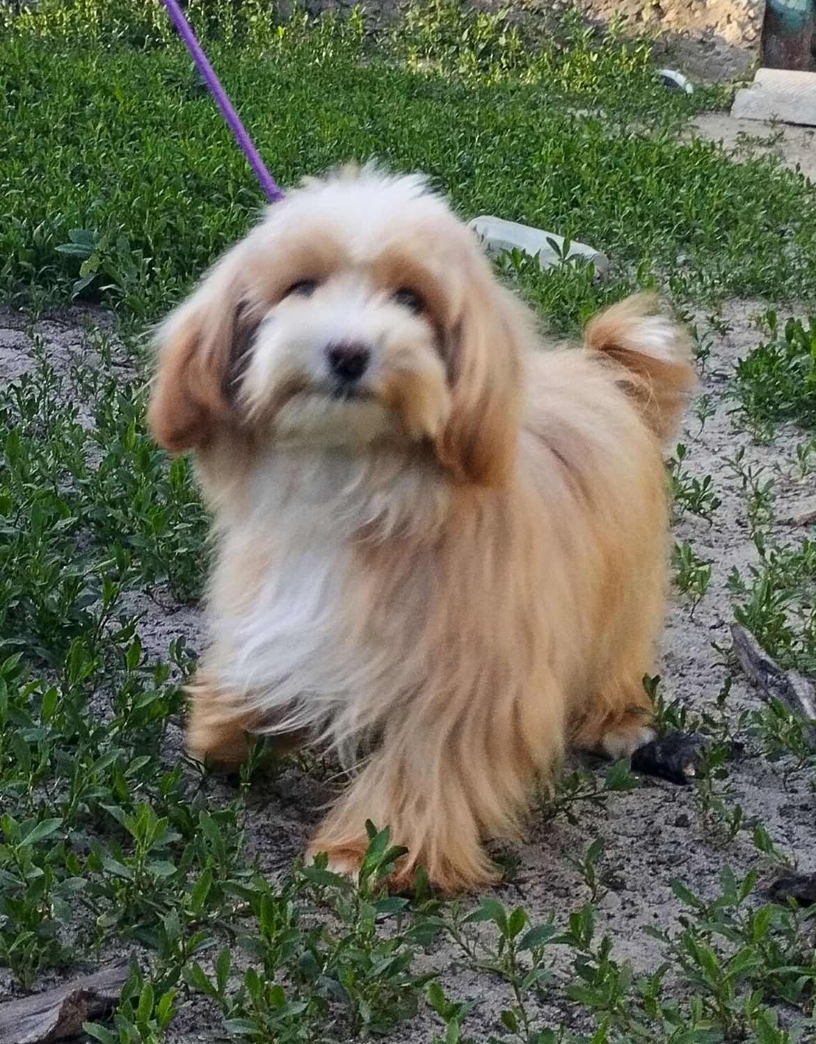 Мальтипу F1 мальчики взрослые