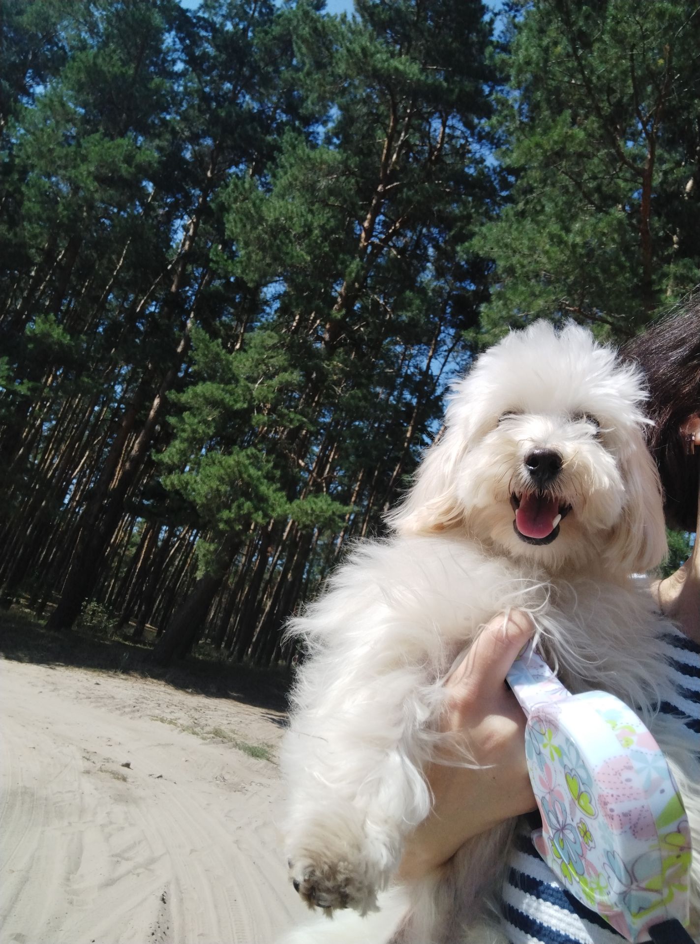 Мальтипу F1 мальчики взрослые