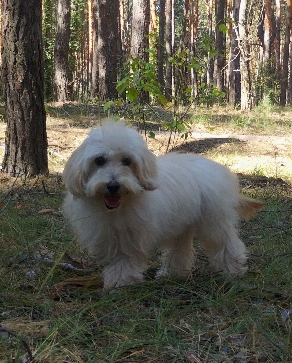 Мальтипу F1 мальчики взрослые