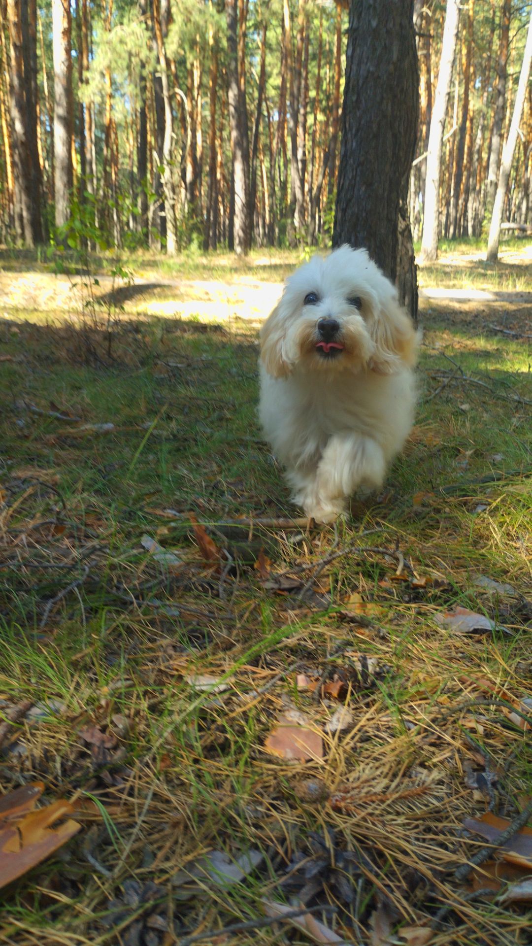 Мальтипу F1 мальчики взрослые