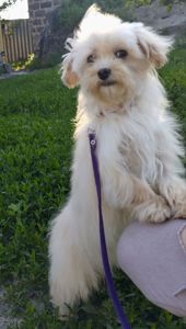 Мальтипу F1 мальчики взрослые