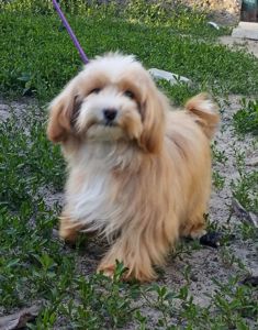 Мальтипу F1 мальчики взрослые