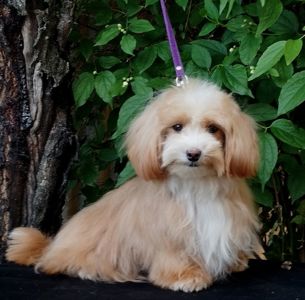 Мальтипу F1 мальчики взрослые