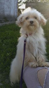 Мальтипу F1 мальчики взрослые