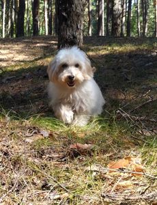 Мальтипу F1 мальчики взрослые