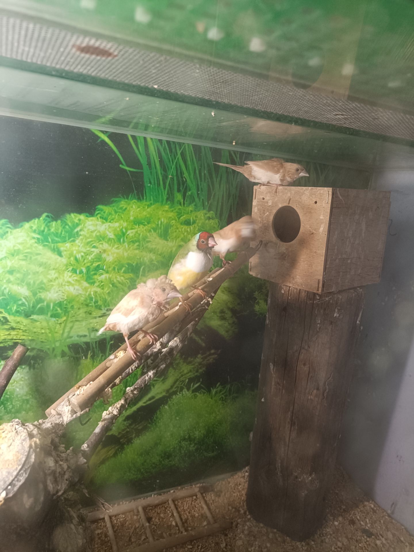 Японські та зеброві амадіни