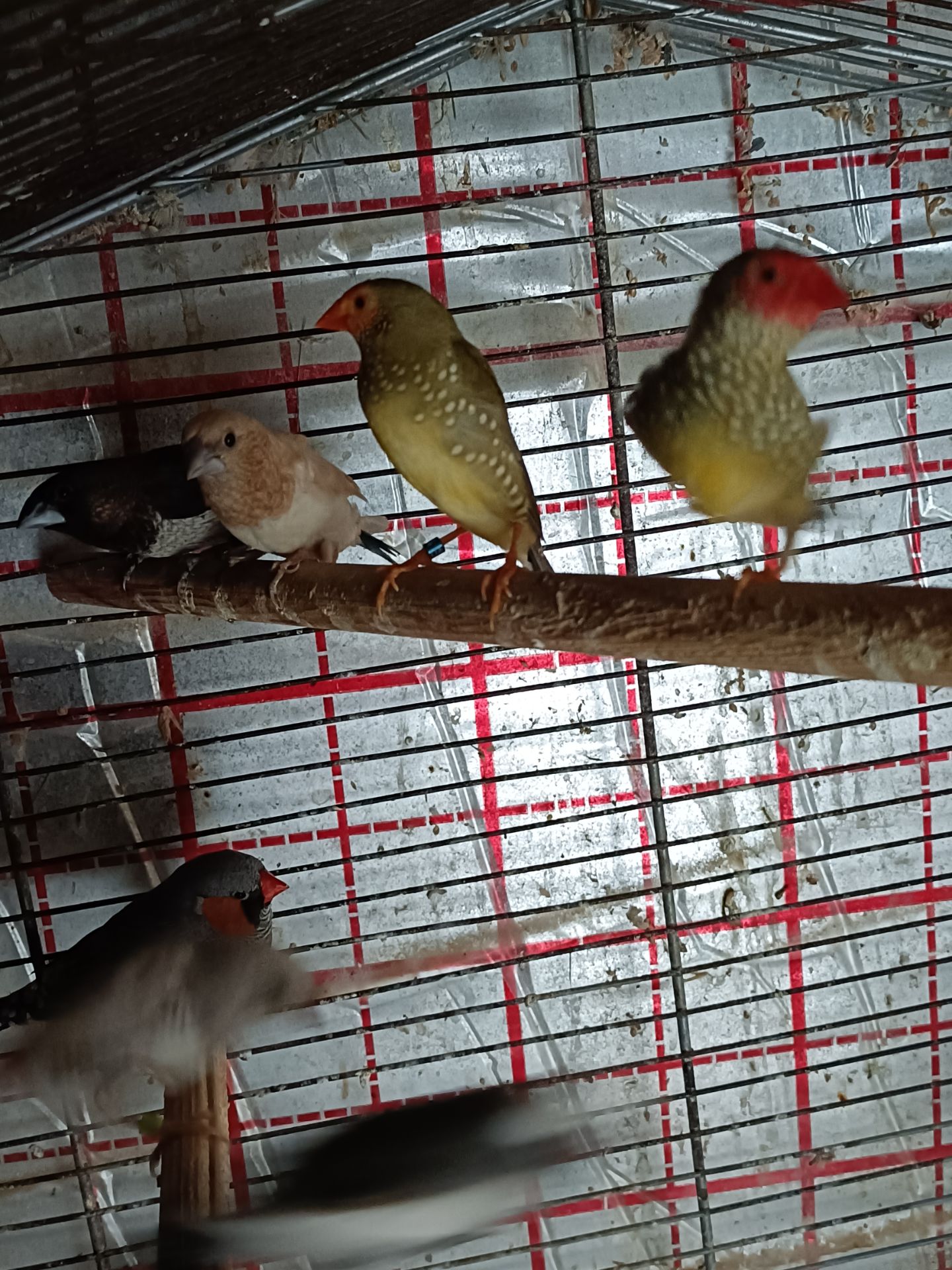 Японські та зеброві амадіни