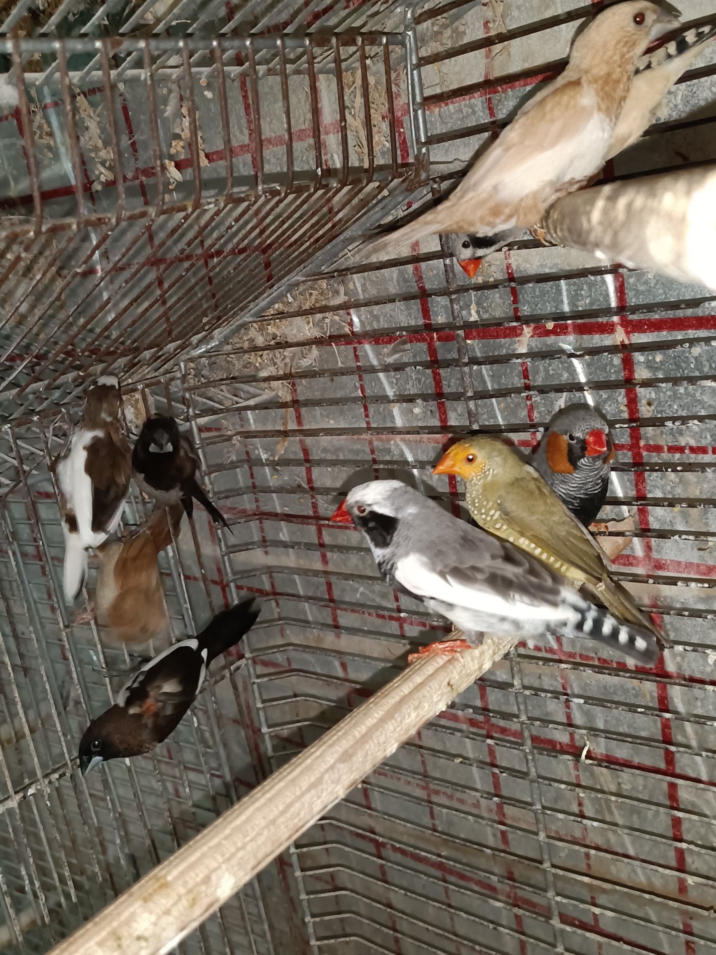 Японські та зеброві амадіни