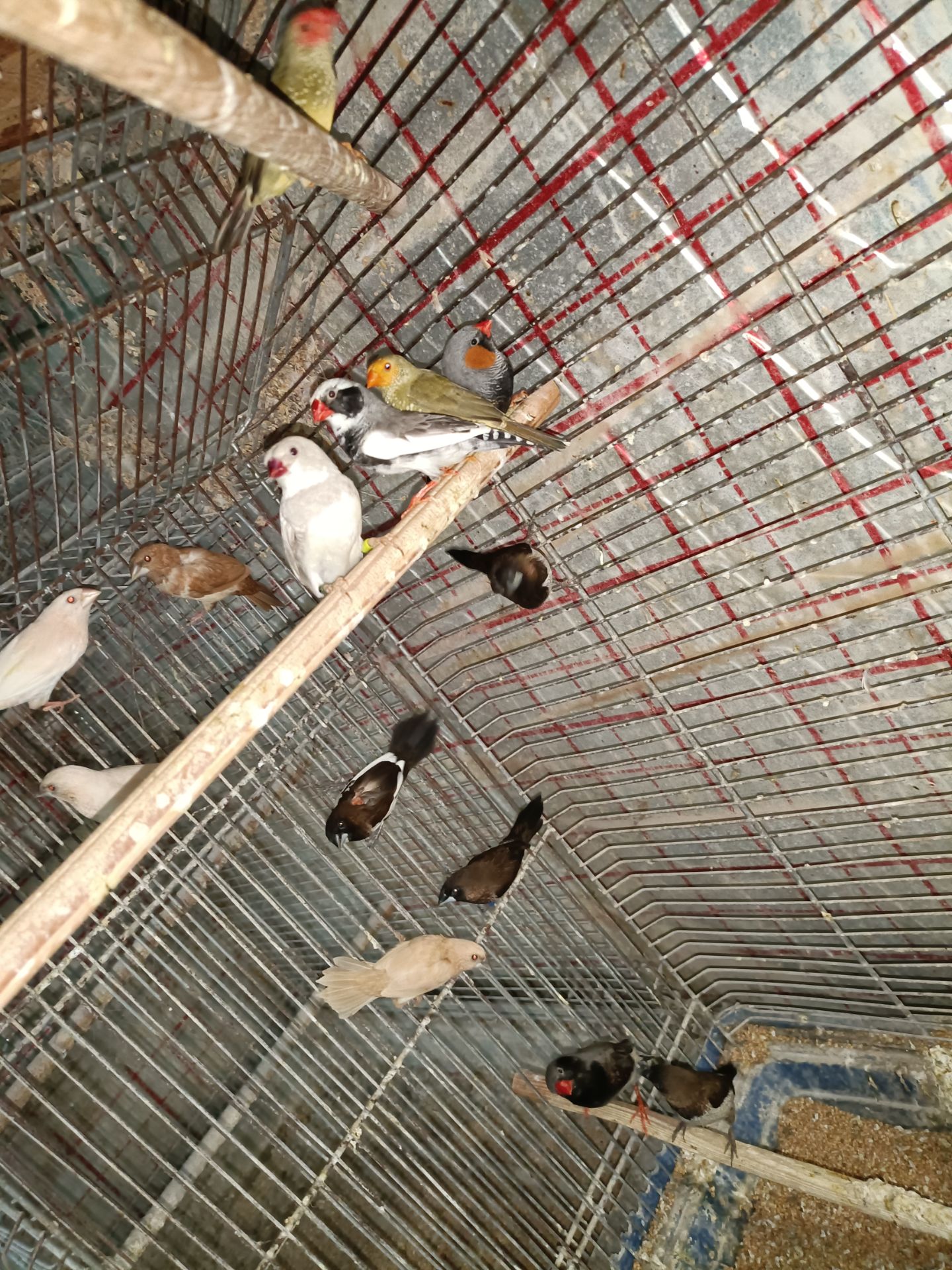 Японські та зеброві амадіни