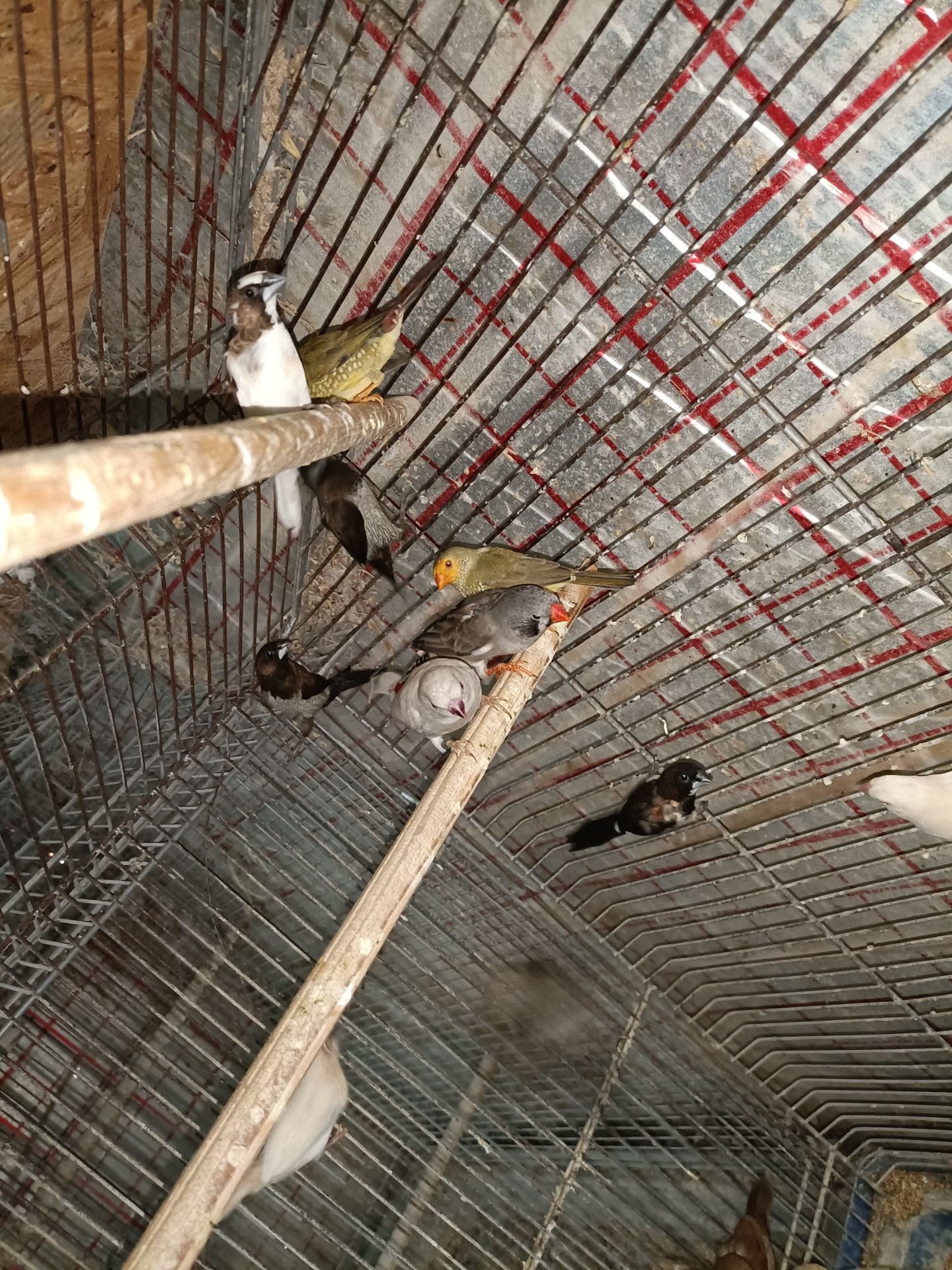 Японські та зеброві амадіни