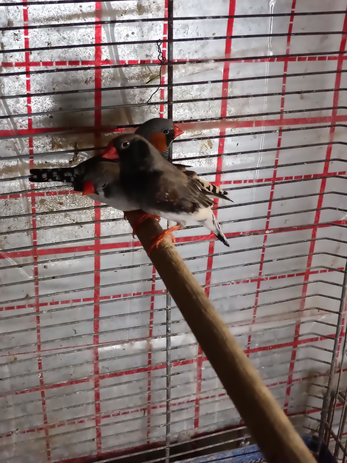 Японські та зеброві амадіни