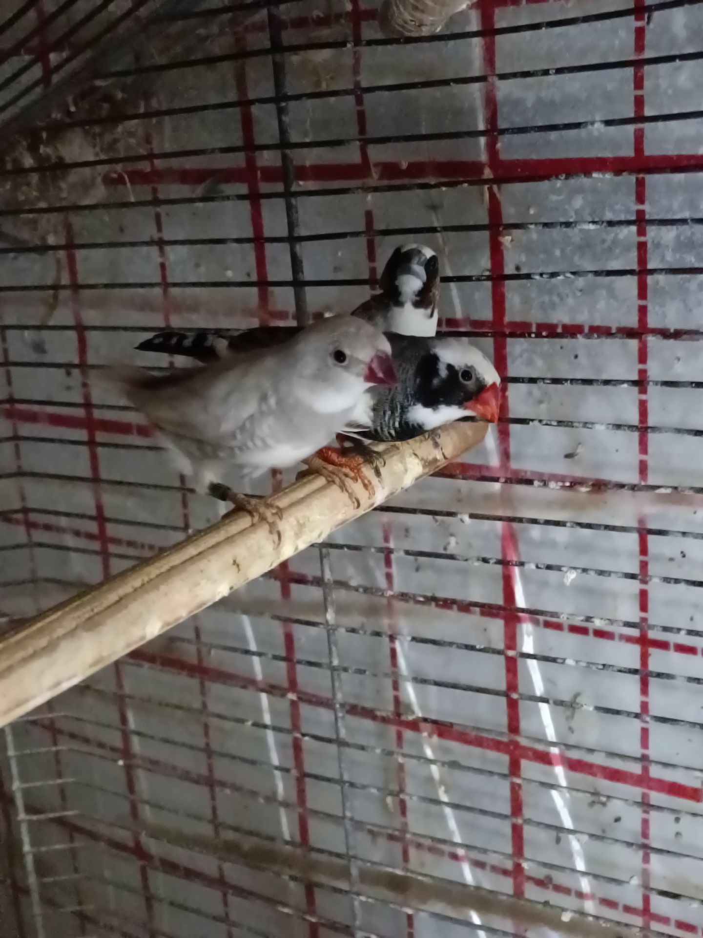 Японські та зеброві амадіни