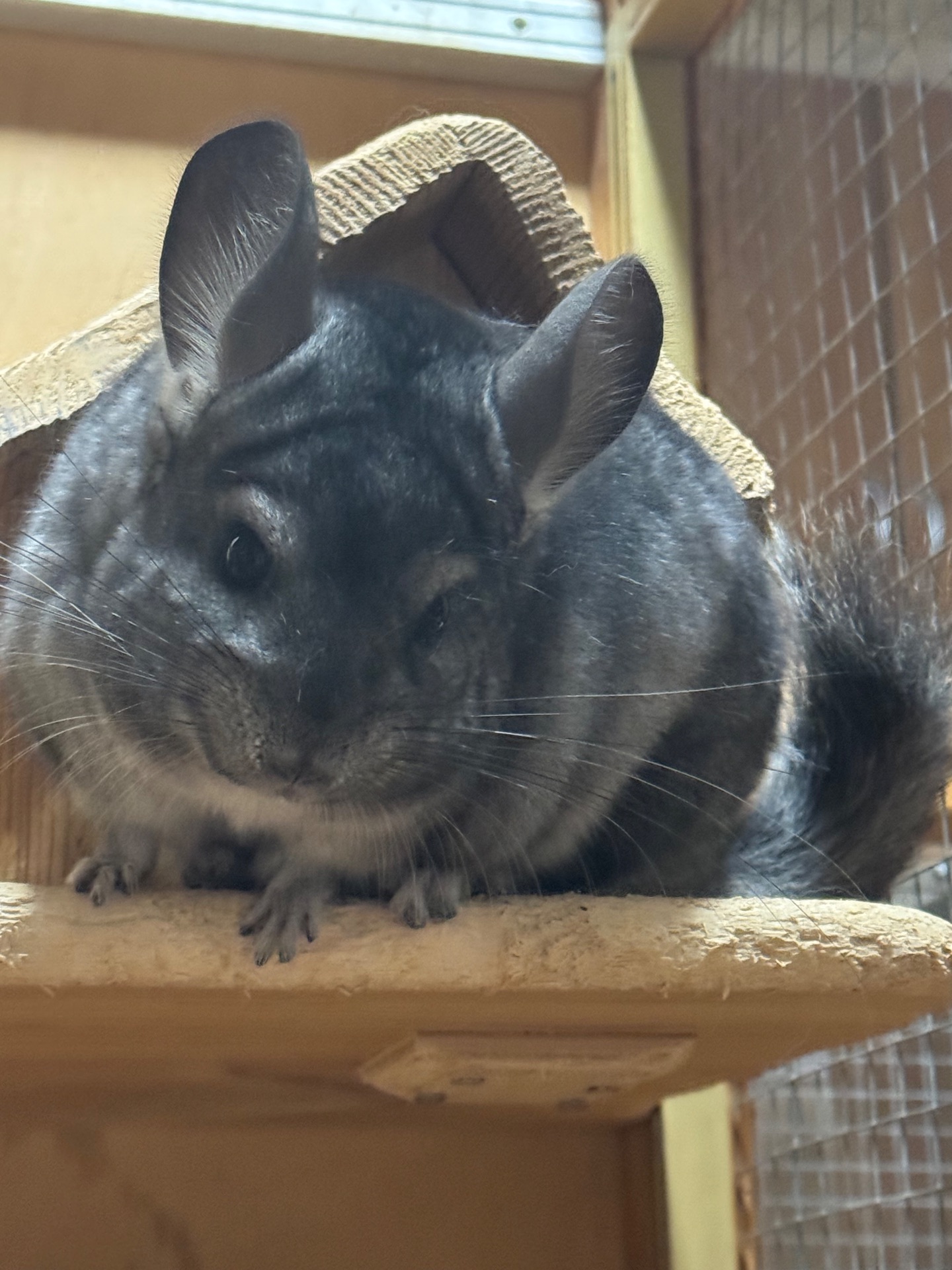 Шиншила хлопчик гетероебоні