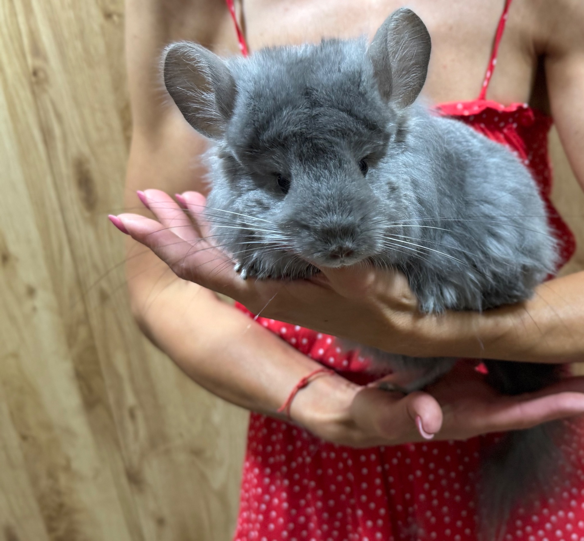 Королівська ангора шиншила дівчинка