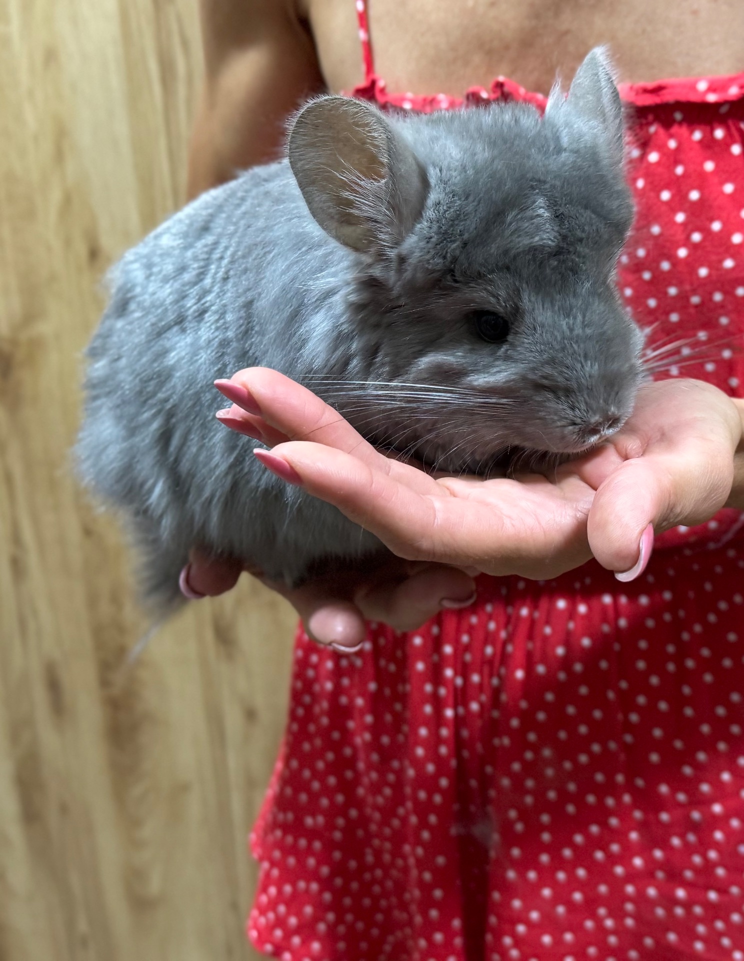 Королівська ангора шиншила дівчинка