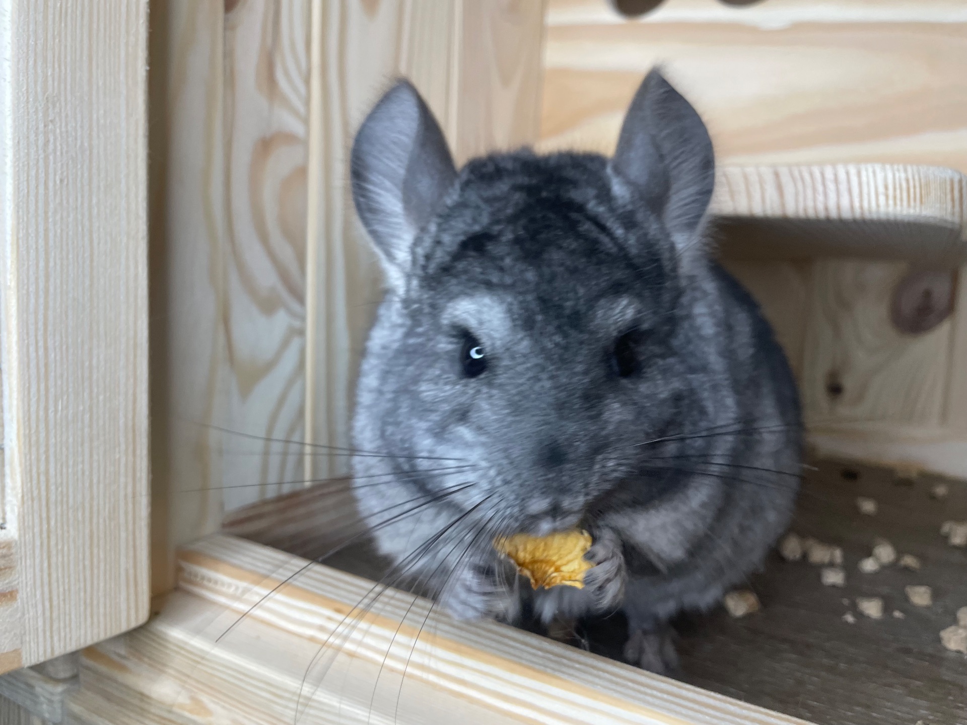 Шиншила хлопчик гетероебоні