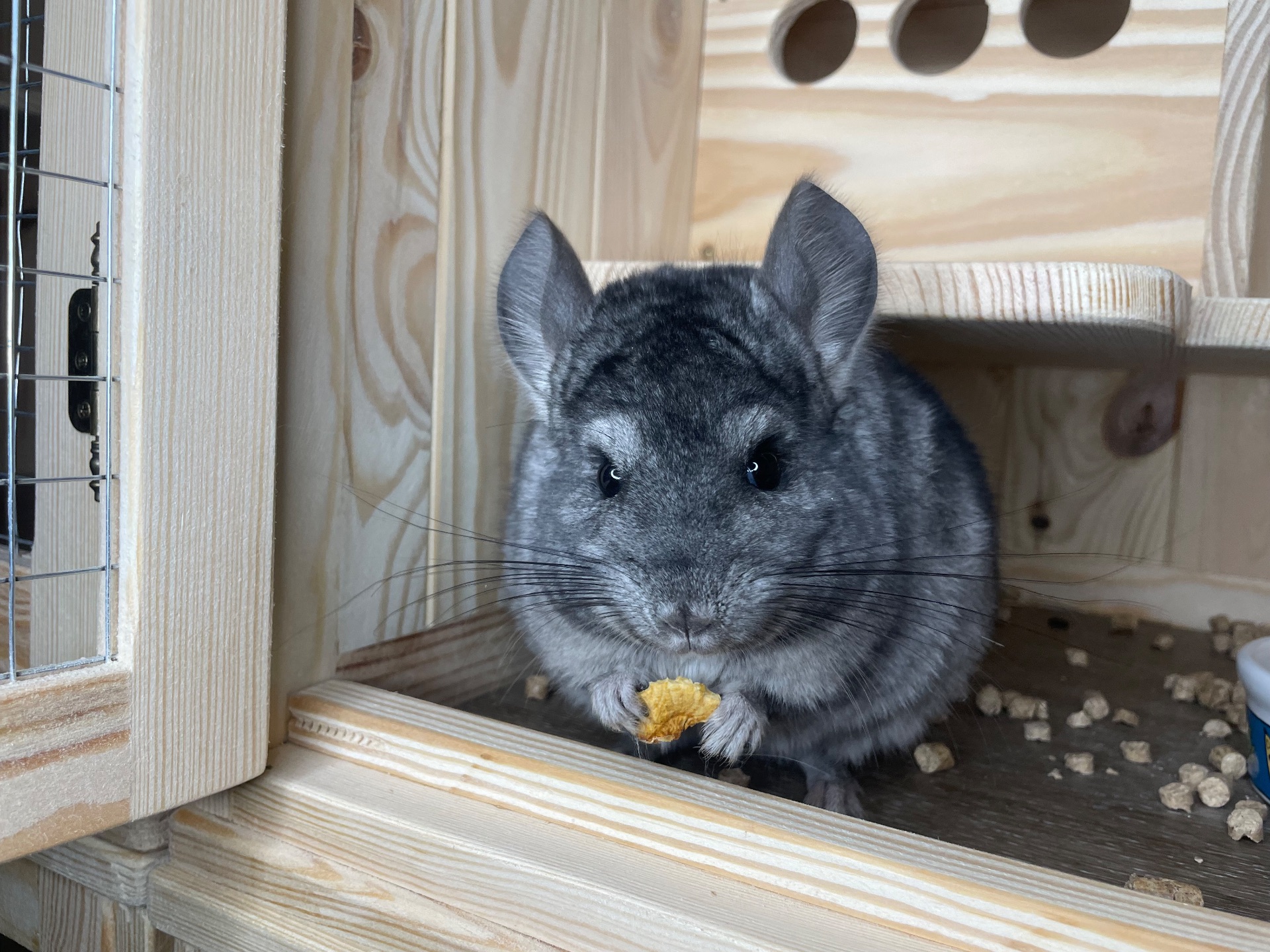 Шиншила хлопчик гетероебоні