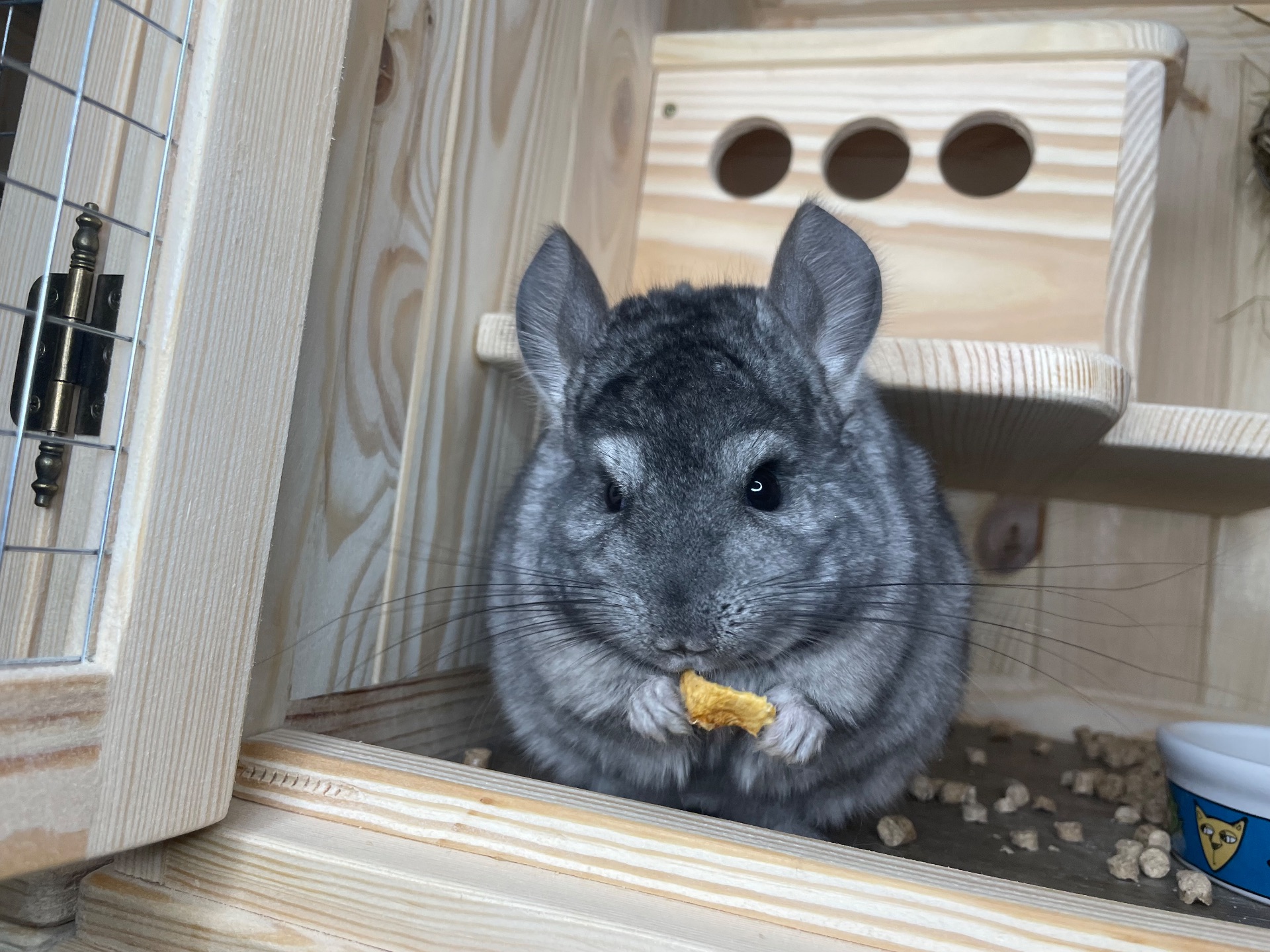 Шиншила хлопчик гетероебоні