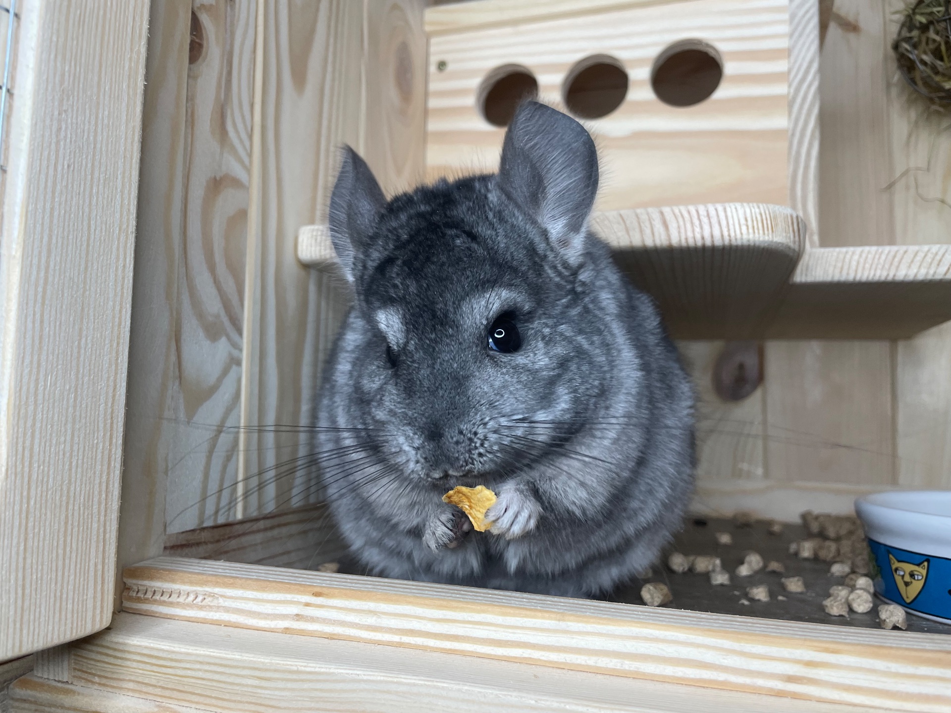 Шиншила хлопчик гетероебоні