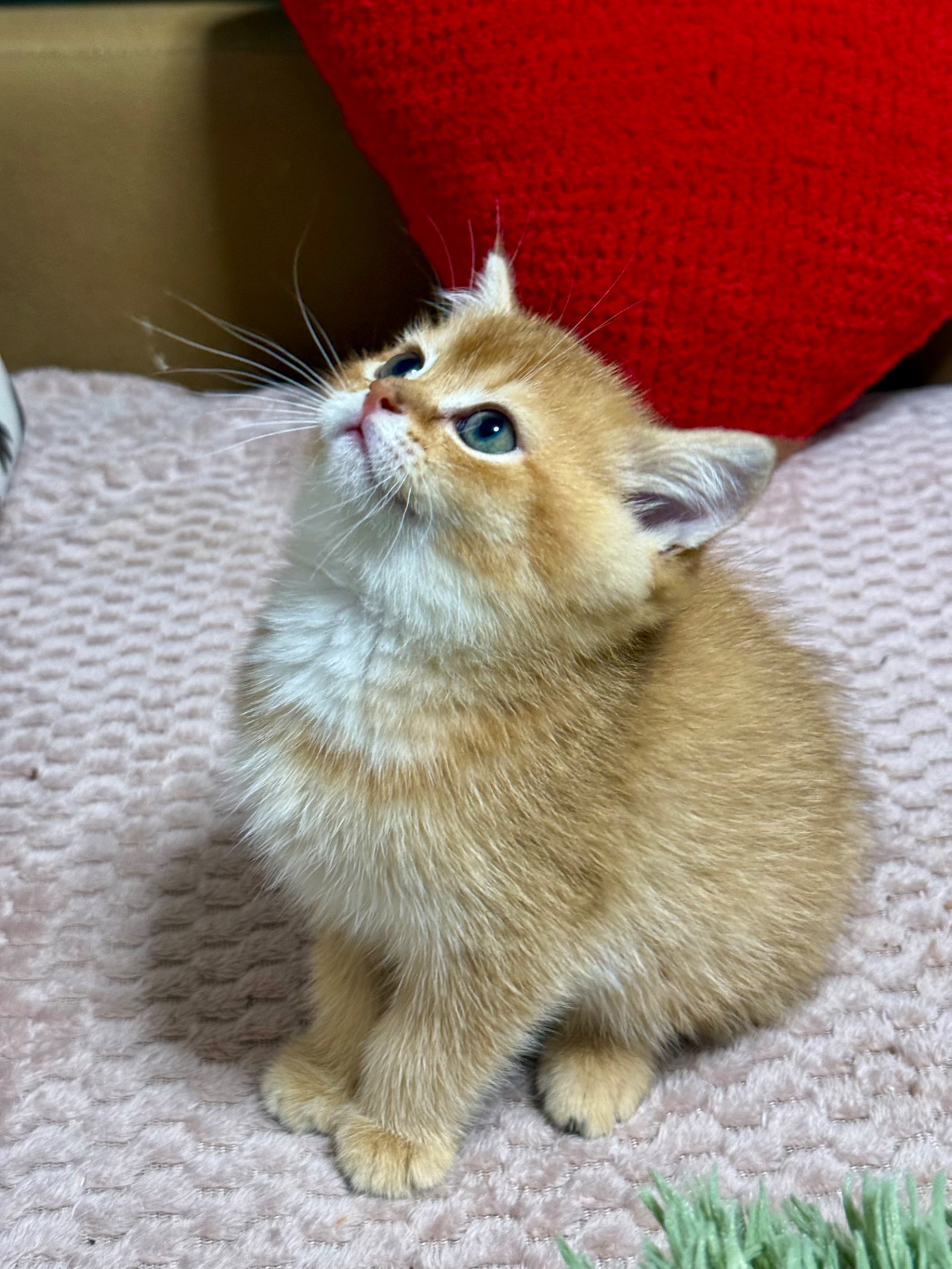 Котенок Золотая шиншилла