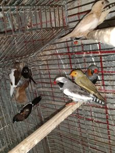 Японські та зеброві амадіни