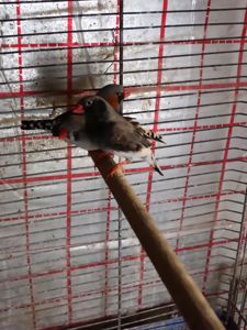 Японські та зеброві амадіни