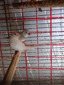 Японські та зеброві амадіни