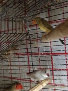 Японські та зеброві амадіни