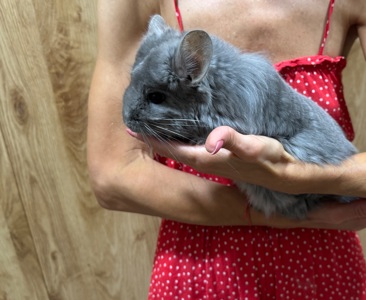 Королівська ангора шиншила дівчинка