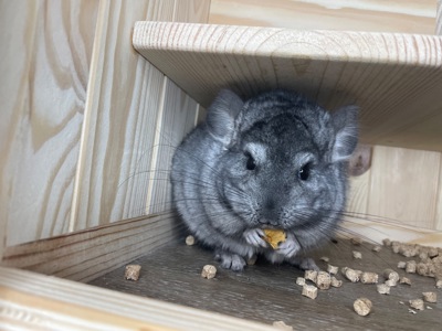 Шиншила хлопчик гетероебоні