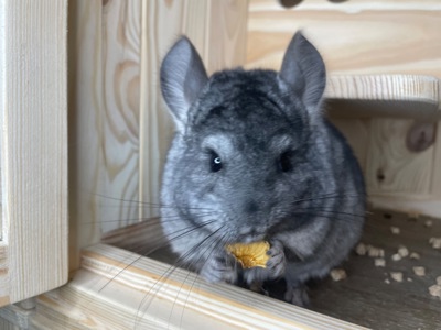 Шиншила хлопчик гетероебоні