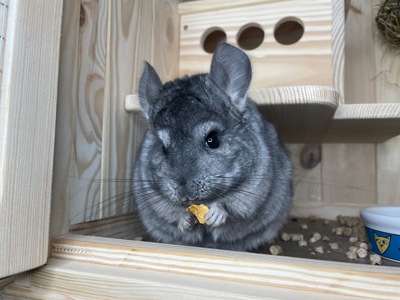 Шиншила хлопчик гетероебоні