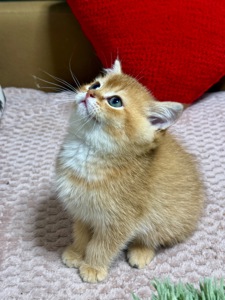 Котенок Золотая шиншилла