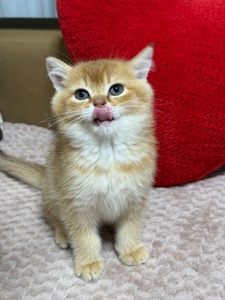 Котенок Золотая шиншилла