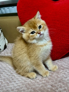 Котенок Золотая шиншилла