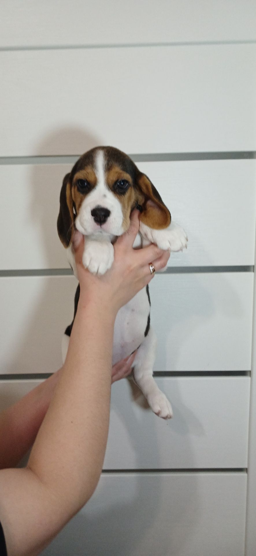 Цуценята породи Бігль