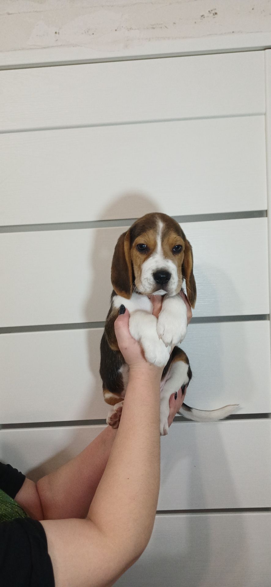 Цуценята породи Бігль