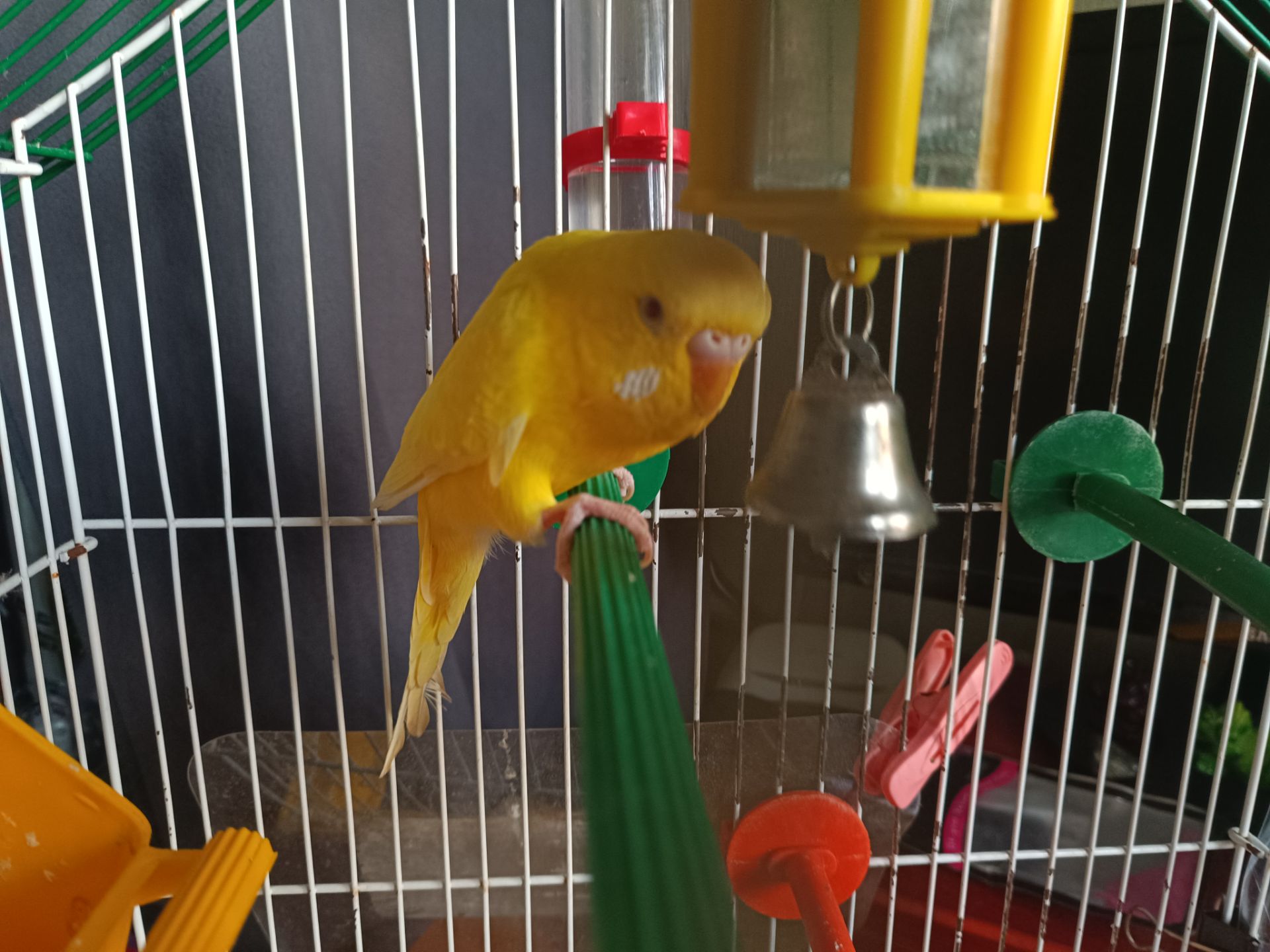 Продам желтого волнистика