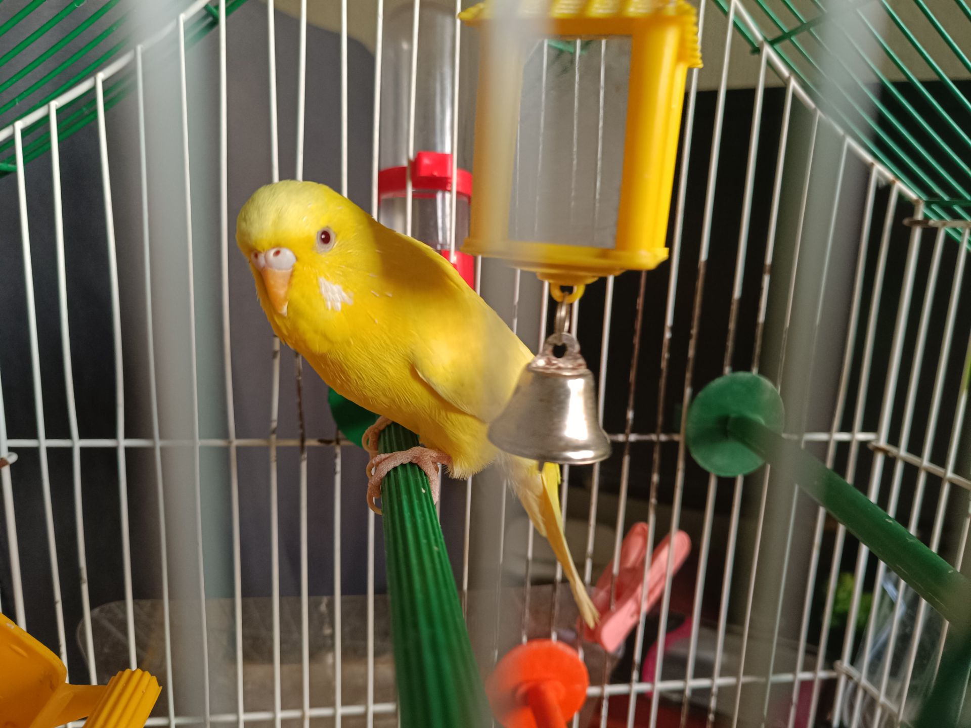 Продам желтого волнистика